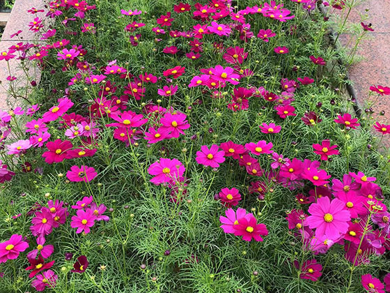 台州批发永生花-宾馆植物摆设设计